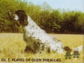 Setter Anglais PLAYEL OF GLEN SHEALLAG